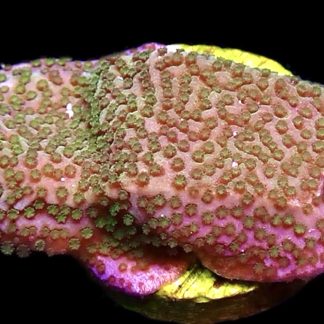 WYSIWYG 9A Pokerstar Montipora Frag