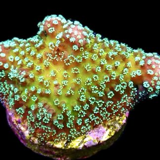 WYSIWYG 13B Rainbow Stylophora Frag