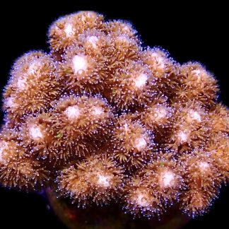 WYSIWYG 20B Cherry Tree Pocillopora Frag Large