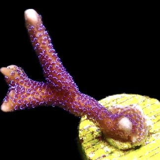 WYSIWYG 29D Metallic Blue Polyped Montipora Digitata