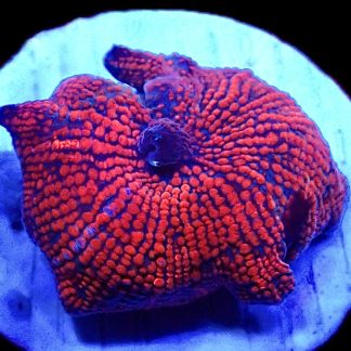 WYSIWYG 33E Spiderman Mushroom