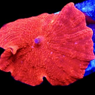 WYSIWYG 36G Flaming Hot Red Mushroom