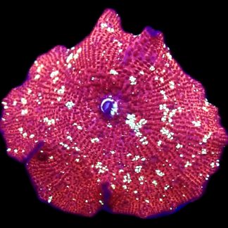 WYSIWYG 36E Ultra Discosoma Mushroom