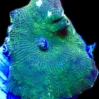 WYSIWYG 36C Spotted Water Melon Mushroom