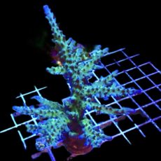 WYSIWYG 47 Electric Miyagi Tort Acropora 120mm Colony
