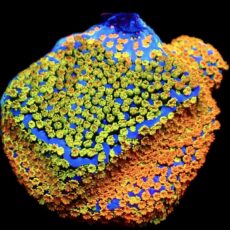 WYSIWYG 11G Rainbow Montipora
