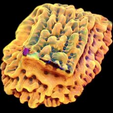 WYSIWYG 10C Crazy T Montipora Frag Large