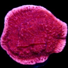 WYSIWYG 8C Purple Plating Montipora Frag Large