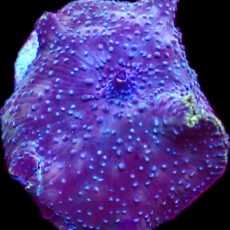 WYSIWYG 35B Ultra Discosoma Mushroom