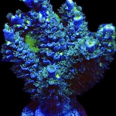 WYSIWYG 26B Iced Lemon Acropora Tenius Extra Large