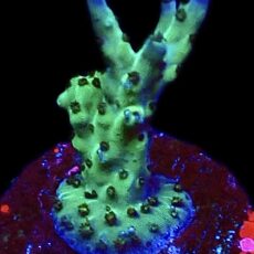 WYSIWYG 12H Pearlberry Acropora