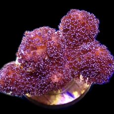 WYSIWYG 18B Cherry Cola Stylophora