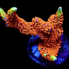 WYSIWYG 25E Bubblegum Montipora Extra Large