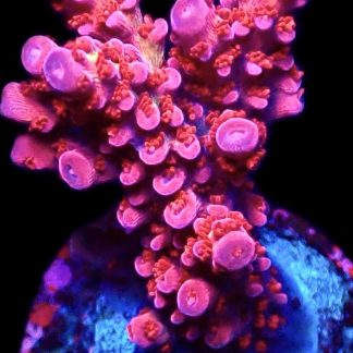 WYSIWYG 14H Afterburner Acropora Frag