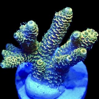 WYSIWYG 21G Canary Millepora Frag Large