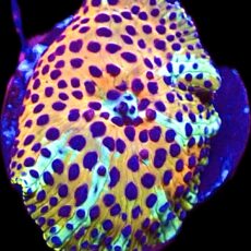 WYSIWYG 31H Ultra Discosoma Mushroom