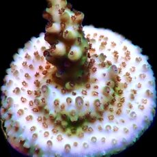 WYSIWYG 7H  Rainbow Acropora Granulosa Frag
