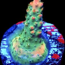 WYSIWYG 20E Rainbow Paletta Acropora