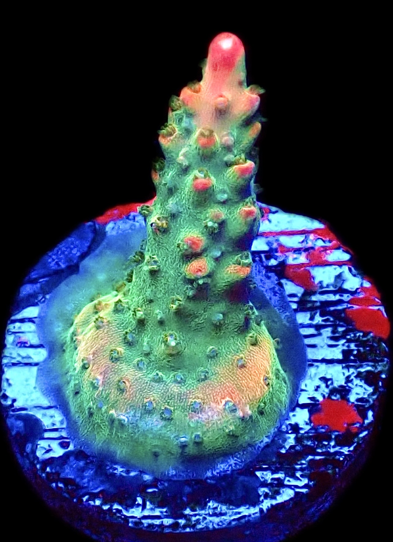 WYSIWYG 20E Rainbow Paletta Acropora