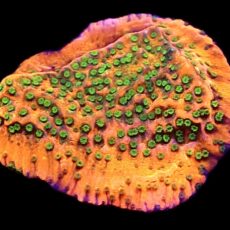 WYSIWYG 7D Tropic Thunder Montipora Frag