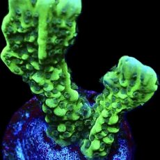 WYSIWYG M1 Appleberry Montipora Frag