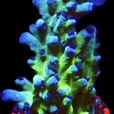 WYSIWYG 13J Electric Miyagi Tort Acropora Frag Large