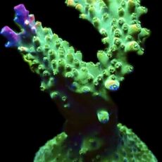 WYSIWYG M12 Rainbow Paletta Acropora Frag Extra Large