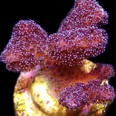 WYSIWYG 7G Cherry Cola Stylophora