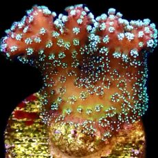 WYSIWYG 18B Rainbow Stylophora Frag ( AKA JF Bugout )
