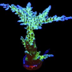 WYSIWYG Electric Miyagi Tort Acropora 100mm Colony 27
