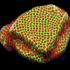 WYSIWYG 13D Grinchy Porites Frag