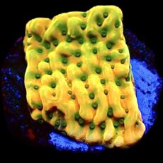 WYSIWYG 8D Kung Pao Montipora Frag