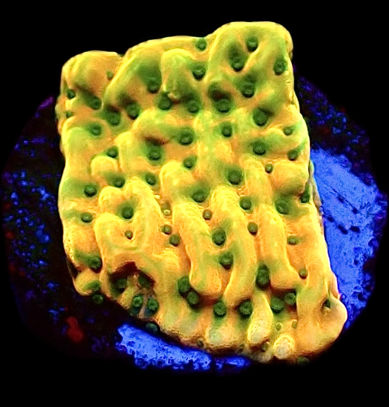 WYSIWYG 8D Kung Pao Montipora Frag
