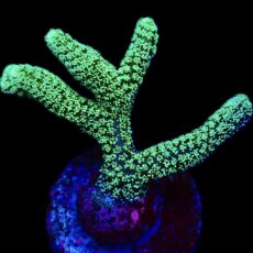WYSIWYG 16B Fibre Optic Seriatopora Frag