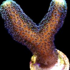 WYSIWYG 20J Purple Stylophora Milka