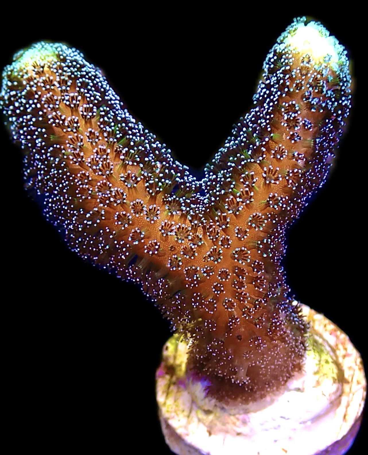 WYSIWYG 20J Purple Stylophora Milka