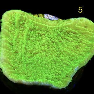 WYSIWYG M5 Toxic Lime Plating Montipora Frag