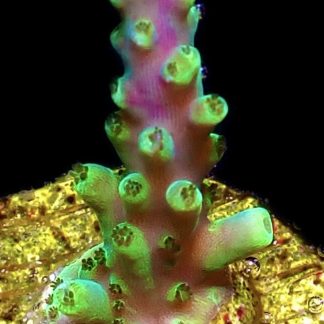 WYSIWYG M6 Purple Monster Acropora Frag