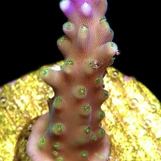 WYSIWYG M11 Purple Monster Acropora Frag