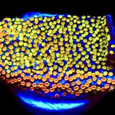 WYSIWYG 11E Rainbow Montipora