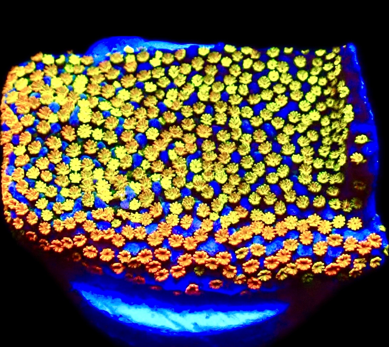 WYSIWYG 11E Rainbow Montipora