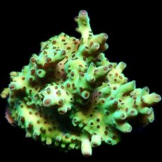 WYSIWYG 21F Tabling Berry Blast Granulosa Frag Large