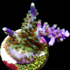 WYSIWYG 15i Purple Monster Acropora Frag