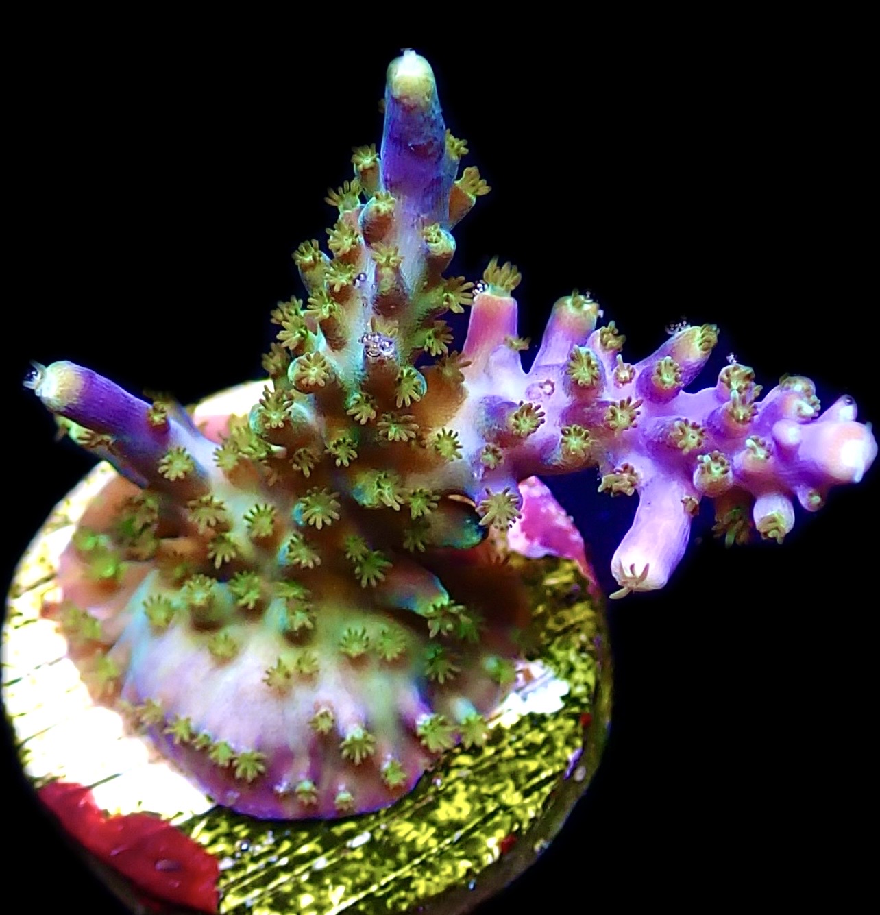 WYSIWYG 15i Purple Monster Acropora Frag