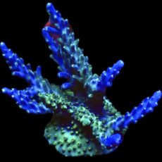 WYSIWYG 23J Tricolour Acropora Extra Large 60mm