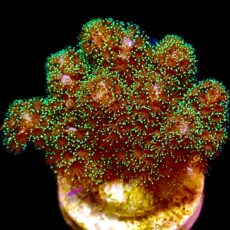 WYSIWYG 23A Sparkling Tinsel Pocillopora