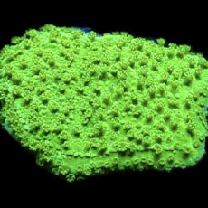 WYSIWYG 16E Green Goblin Montipora Frag