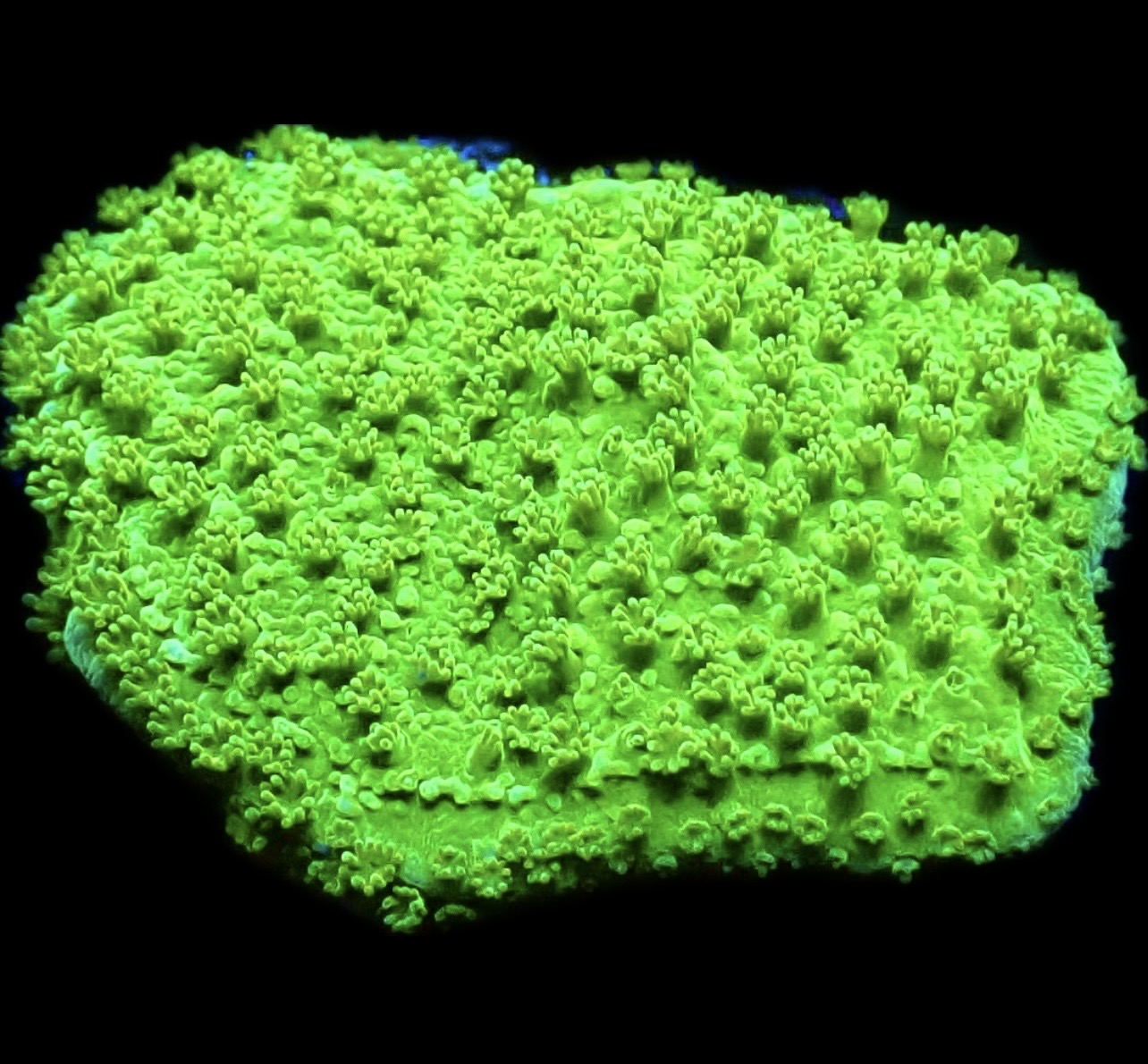WYSIWYG 16E Green Goblin Montipora Frag