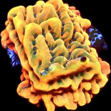 WYSIWYG 24A Beach Bum Montipora Frag Large