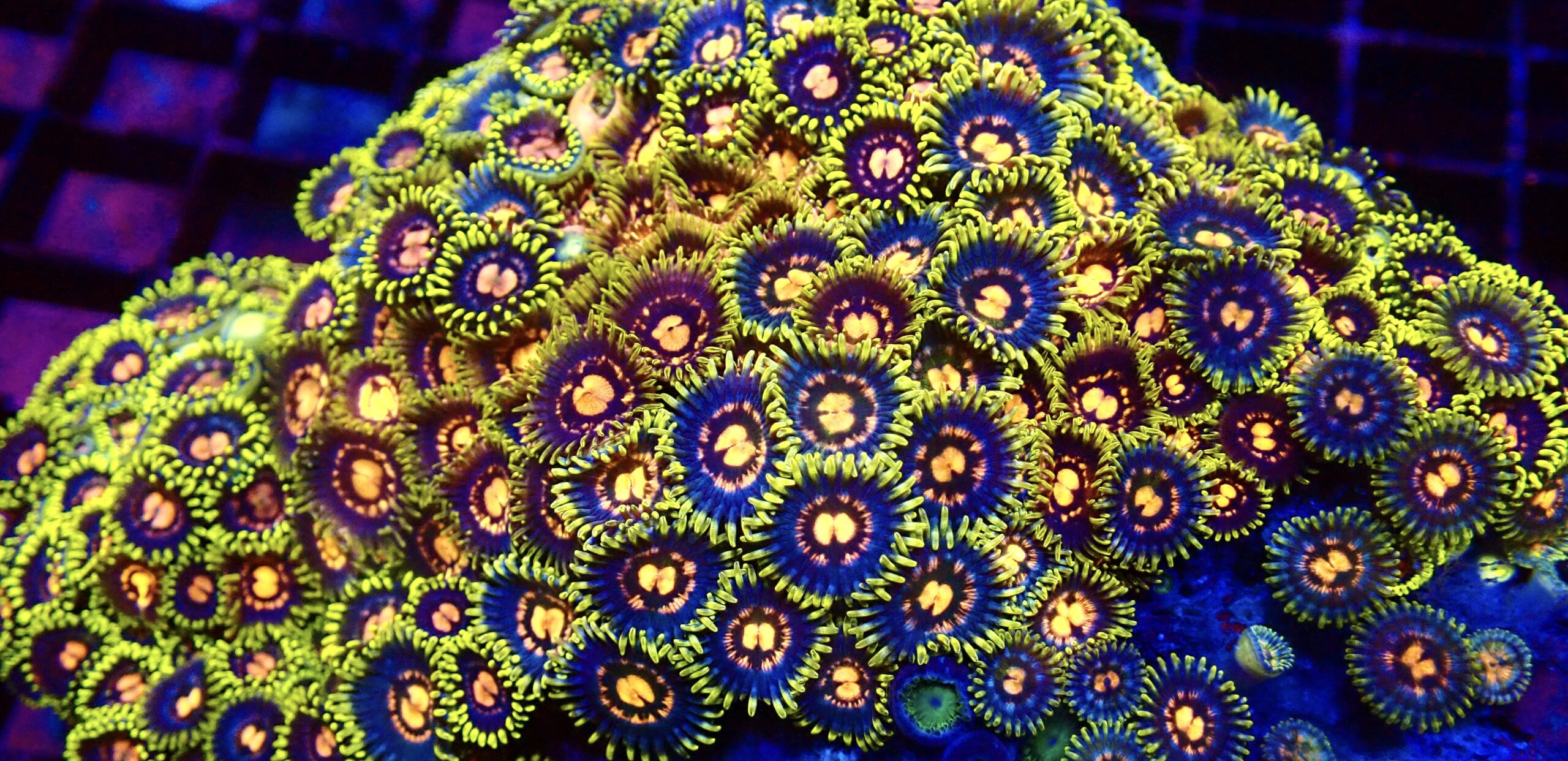 Disco Diva Zoanthid (12+ Polyps ) - Image 2